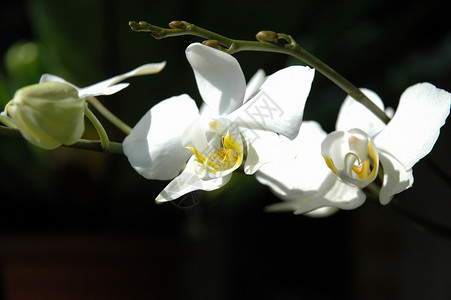 白兰花美丽植物学白色花朵兰花热带植物背景图片