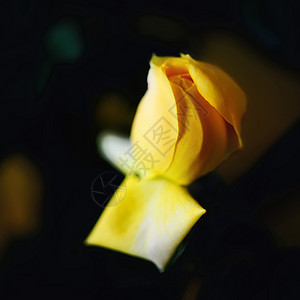 黄玫瑰抽象摘要背景图片