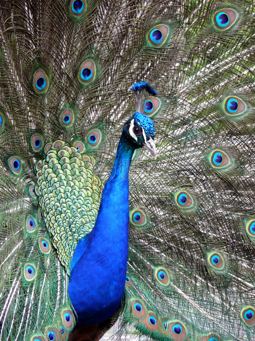 孔雀鸡冠花羽毛男性野生动物形目支撑蓝色生活波峰尾巴图片