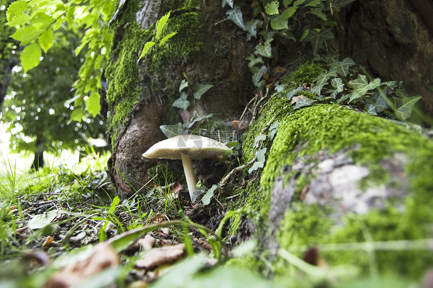 蘑菇美食枝条麝香模具菌类森林叶子毒菌食物荒野图片