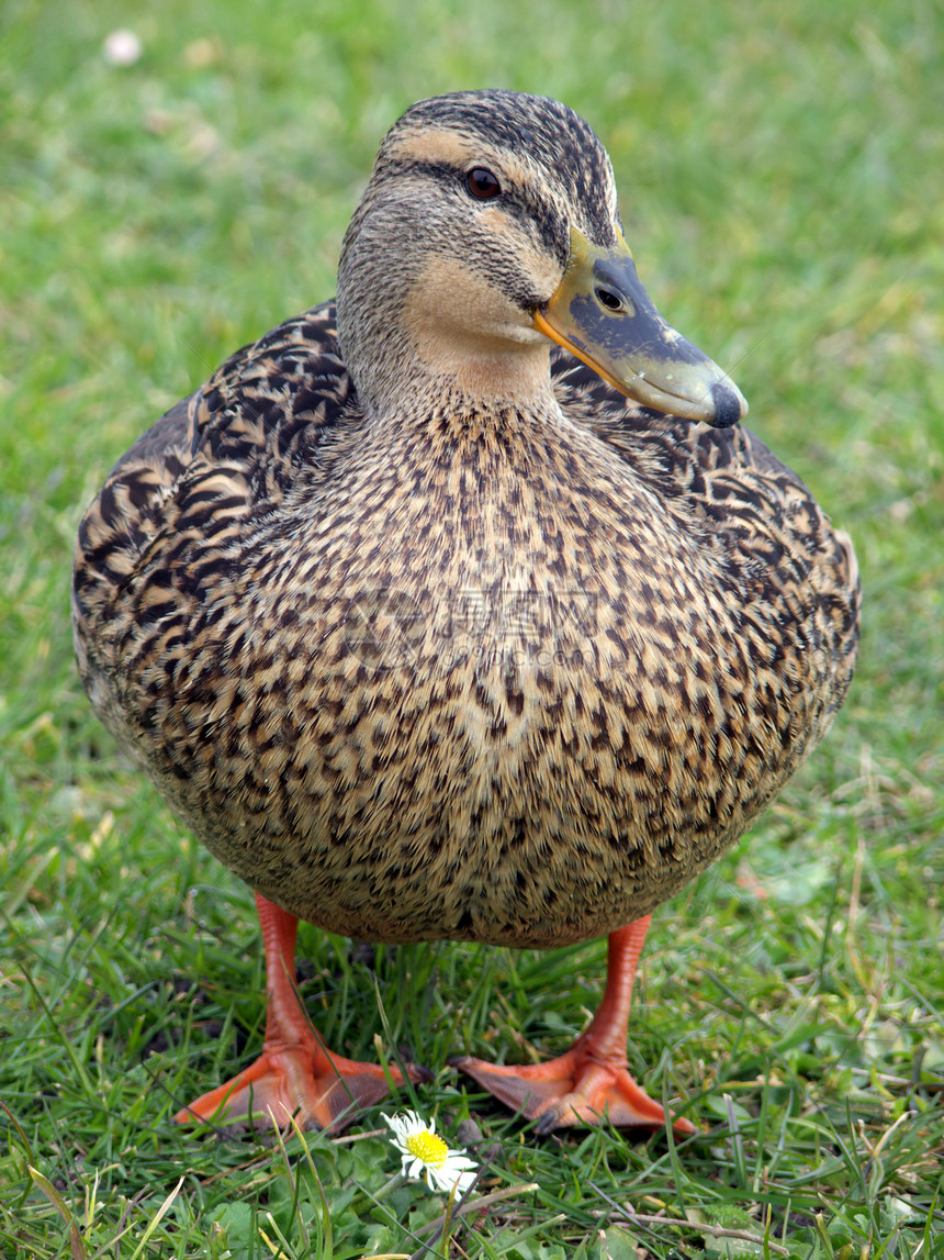 Mallard 鸭子和鲜花乐趣野生动物荒野鸟类羽毛花园女性航班小鸡休息图片