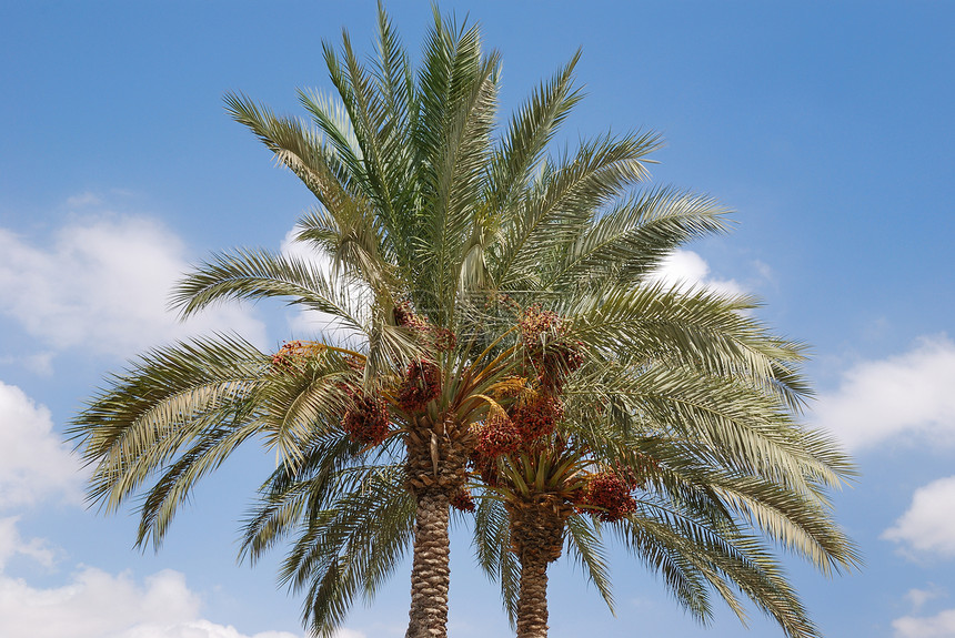 热带热带夏季季节叶子棕榈天空植物活力绿色白色天气阳光图片