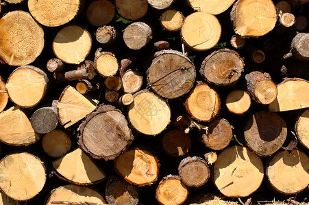 明确木材碎屑林业环境圆圈木头阴影墙纸圆形森林生长背景