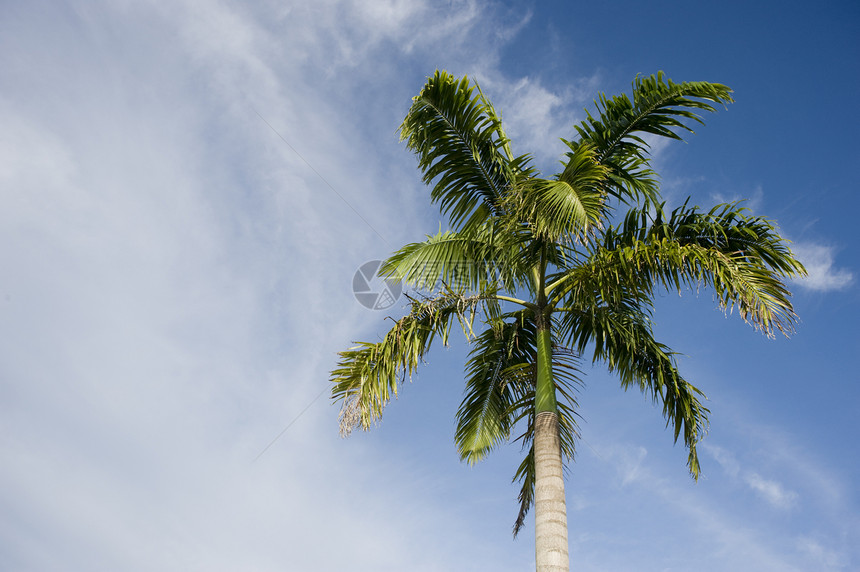 菲利皮诺棕榈树图片