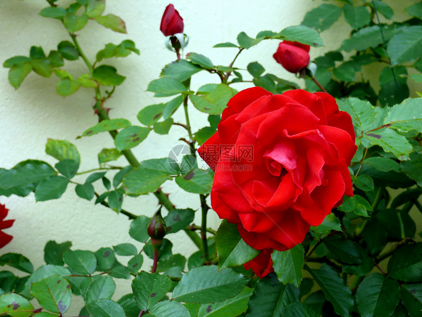 红玫瑰花园红色花瓣玫瑰念日惊喜白色植物群花束芙蓉图片