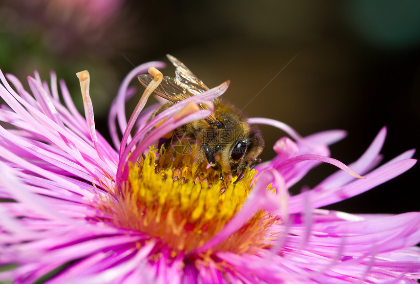 粉红花上的蜜蜂荒野宏观花园活力条纹紫色花瓣粉色翅膀昆虫图片