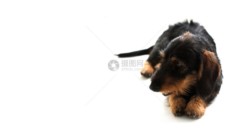 达赫肖德幸福快乐小狗哺乳动物工作室犬类友谊鼻子棕色食肉图片