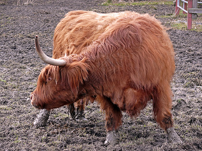 公牛疯牛头发长角牛高地高原薄雾外套哺乳动物划痕奶牛喇叭背景