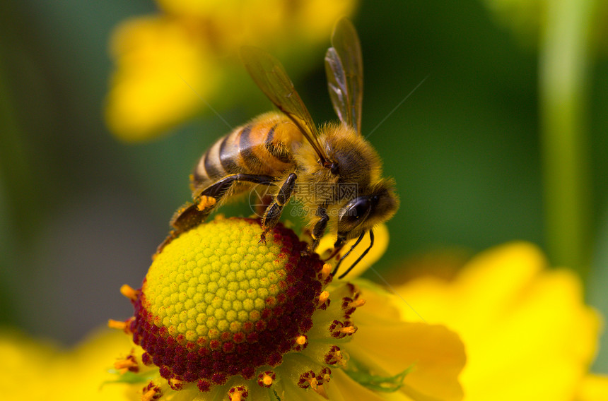 黄花上的蜜蜂昆虫植物翅膀蜂蜜条纹宏观紫色花园花瓣花粉图片