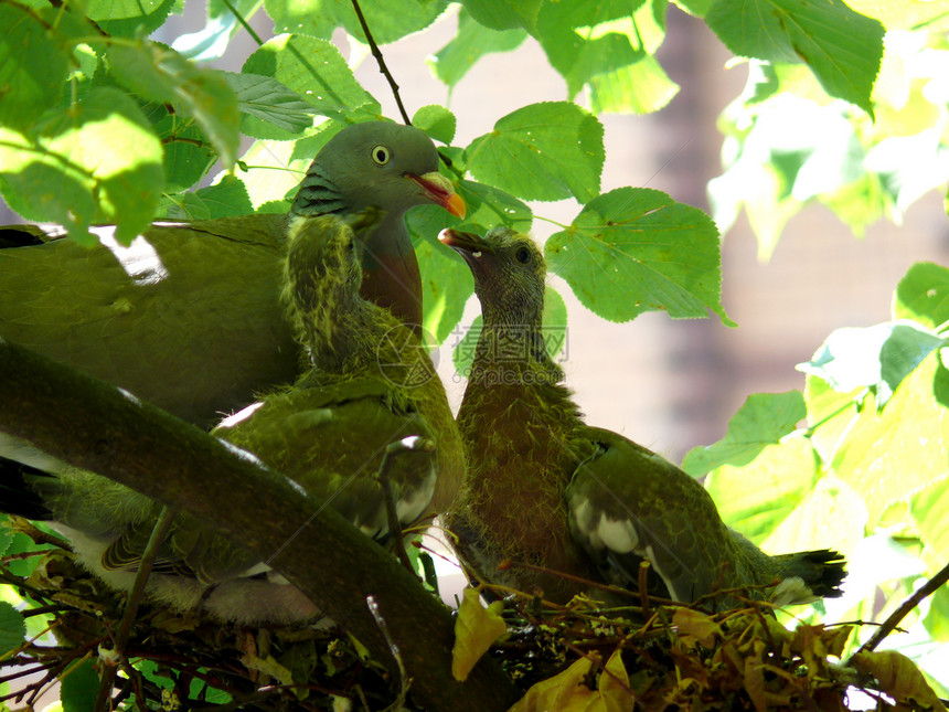 鸟巢树木荒野绿色鸟类野生动物鸽子家庭图片