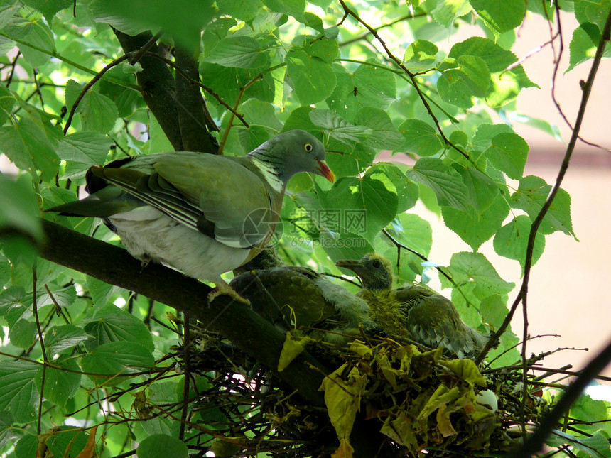 鸟巢鸟类鸽子野生动物树木绿色家庭荒野图片