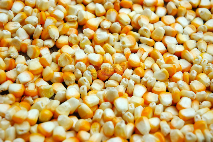 玉米核心生物耳朵黄色蔬菜燃料食物白色棒子收成图片