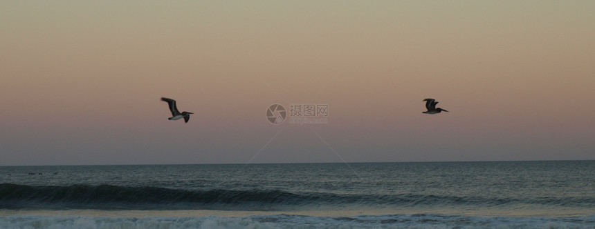 鸟过水航班蓝色海浪飞行野生动物天空支撑海滩图片