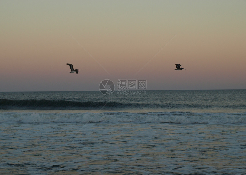 鸟过水飞行海浪支撑海滩航班野生动物蓝色天空图片