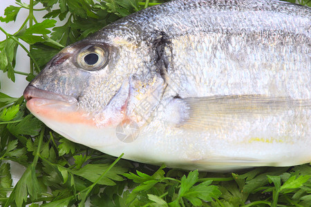 太平洋新鲜鱼背景记忆营养素荒野海鲜饮食热带黄色眼睛营养宏观背景图片