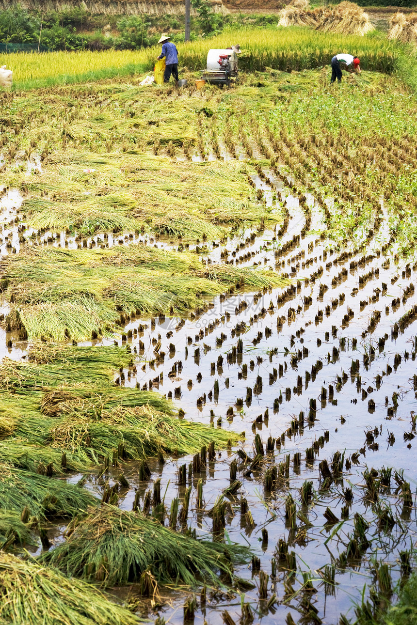 中国大米收获植物工作场地农场机械培育谷物热带生长农田图片