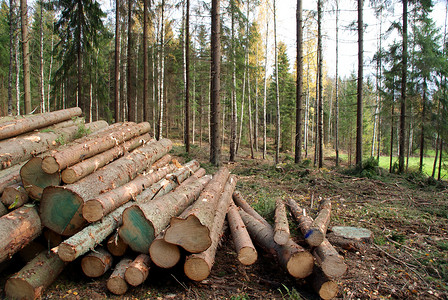 森林砍伐树木收成高清图片素材