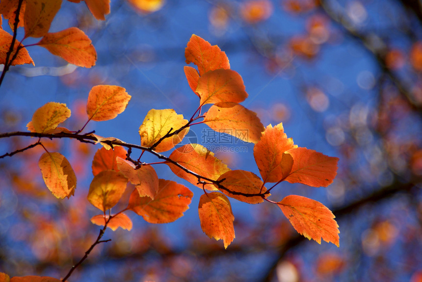 色彩多彩的秋叶辉光墙纸红色环境场景季节性地平线枝条植物学公园图片