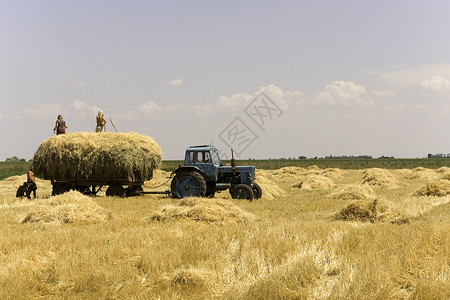 实地拖拉机农作物收成运输乡村车辆场地农村干草背景图片