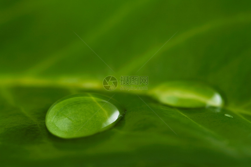 水滴叶子宏观自然植物绿色图片