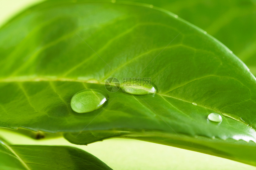 水滴宏观植物自然绿色叶子图片