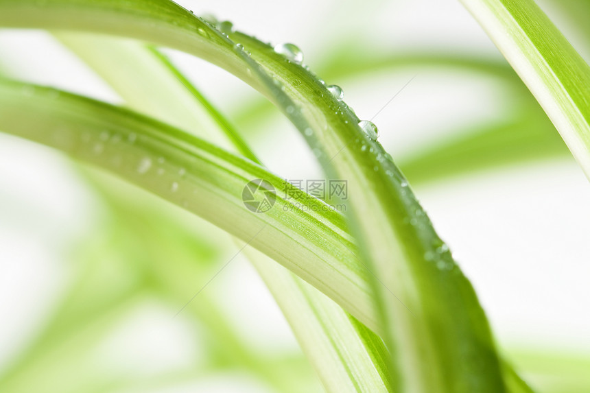 水滴绿色自然植物宏观叶子图片