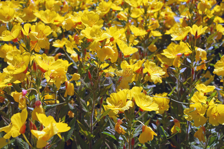 黄花背景晴天生长季节橙子种子植物蜂蜜金子金盏花太阳图片