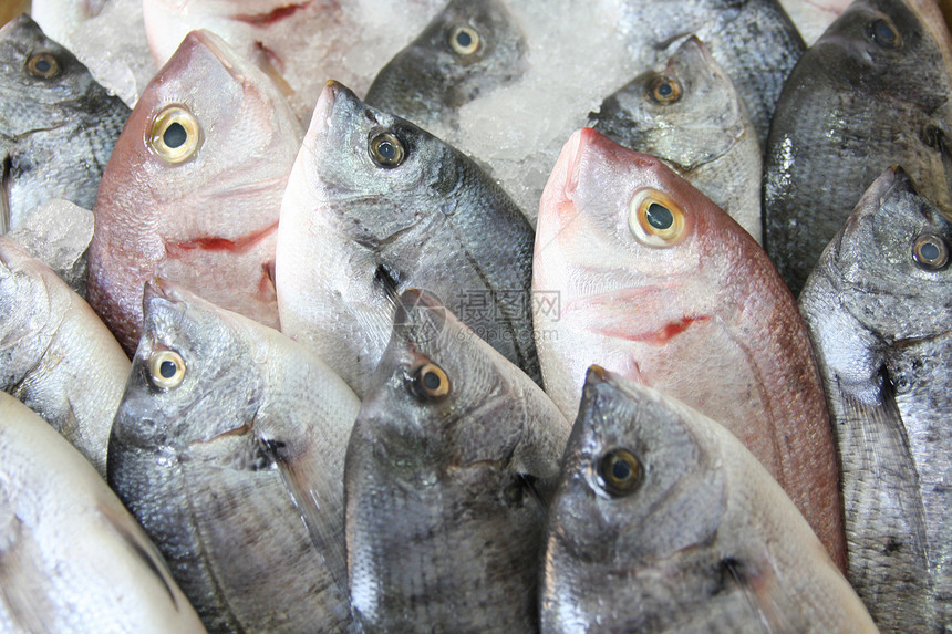 冰上新鲜鱼午餐海洋渔业店铺菜单市场钓鱼蔬菜餐厅烹饪图片