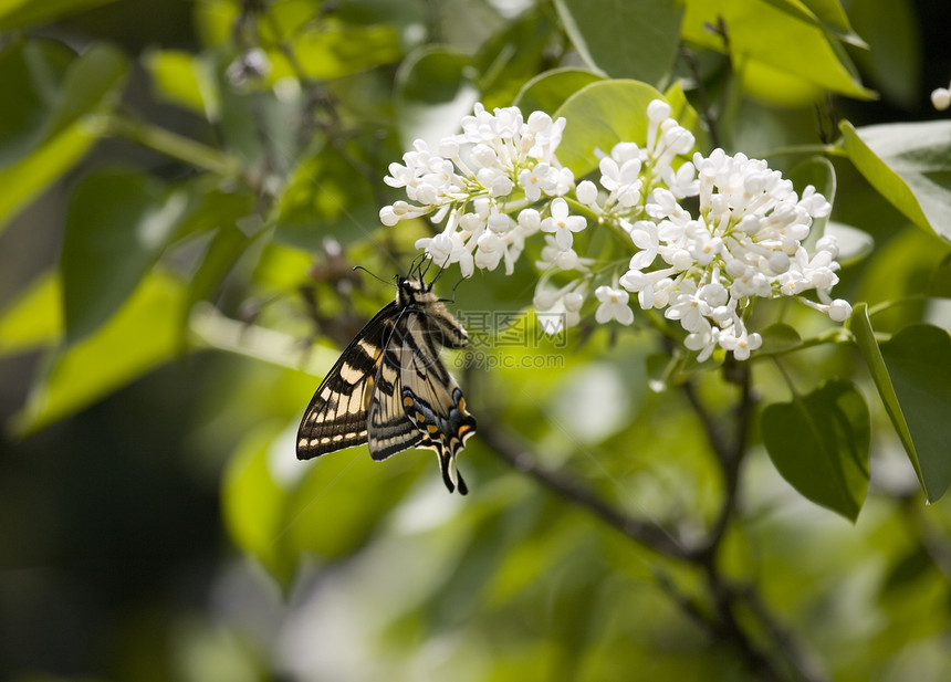 花叶上的燕尾蝴蝶翅膀天线昆虫毛虫尾巴黑色绿色黄色蓝色腹部图片