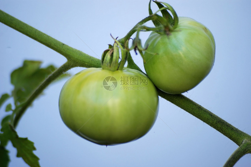 绿番茄营养植物生长蔬菜绿色图片