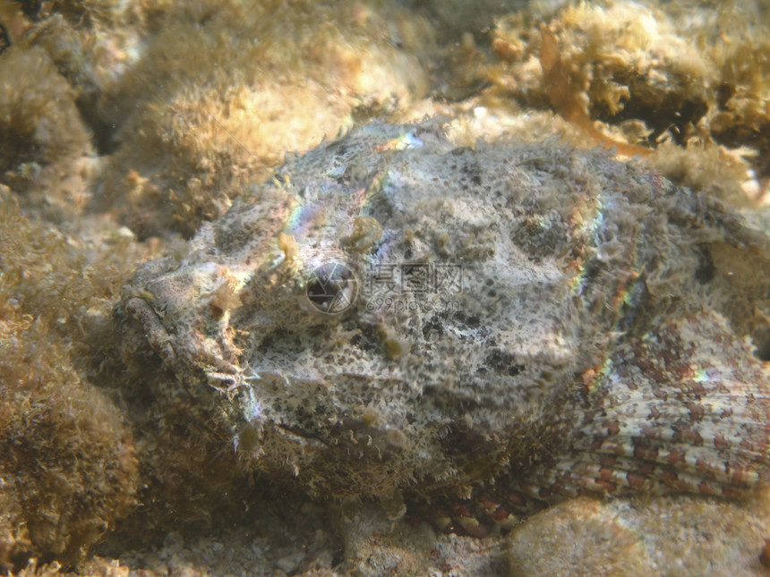 洋底鱼类蓝色动物热带运动鱼尾水族馆游泳底鱼尾巴海上生活图片