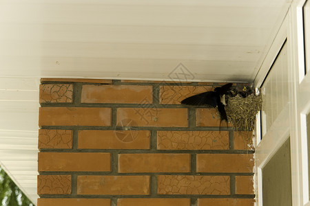 现代屋顶下的燕子巢背景图片