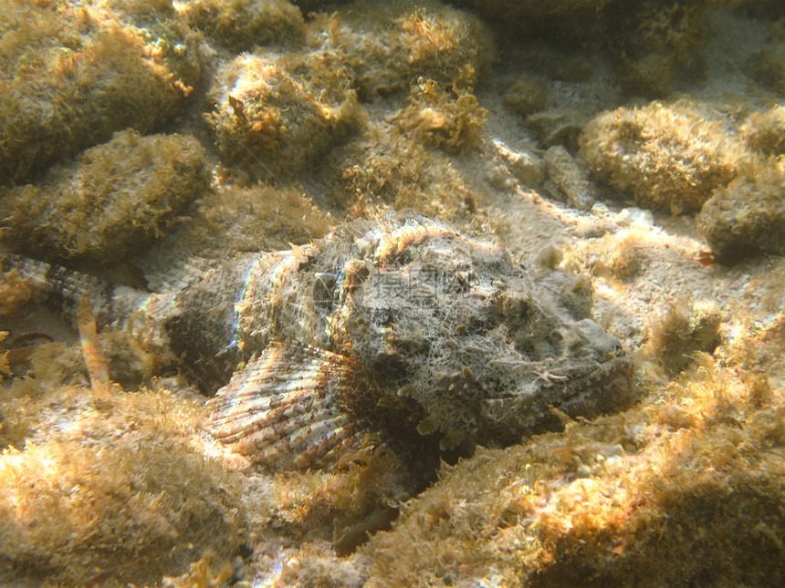 洋底鱼类热带鱼珊瑚海上生活阳光气候灯光动物热带效果海洋图片