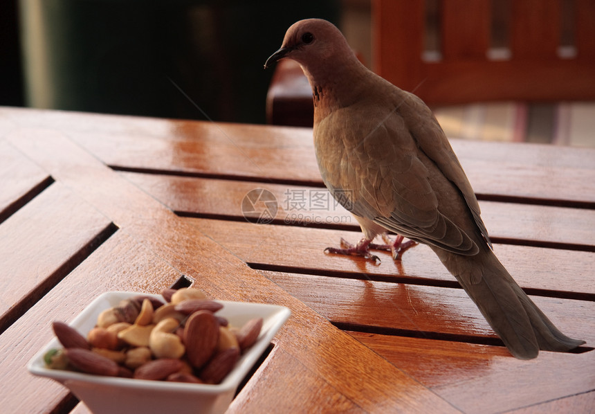 鸟儿考虑食食的机会图片