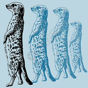 喀拉哈里沙漠迈尔卡特动物园动物艺术黑色剪贴野生动物白色猫鼬沙漠插画