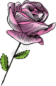 淡粉色玫瑰花蕾粉红玫瑰叶子草图植物花瓣树叶粉色花朵插图插画