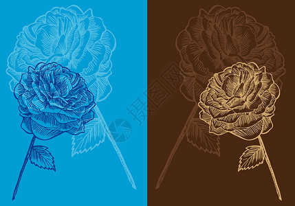 玫瑰花瓣涂鸦植物草图绘画棕色红色树叶插图花朵背景图片