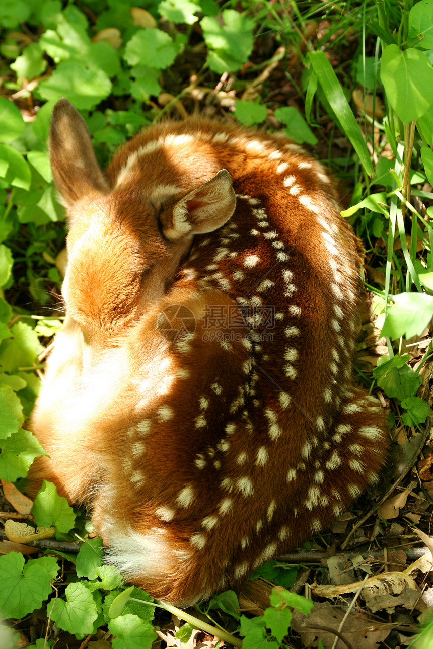 婴儿鹿在睡梦中卷起来棕色荒野斑点野生动物生物鹿角哺乳动物图片