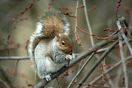 普通的东部灰色松鼠在一棵树上吃背景图片