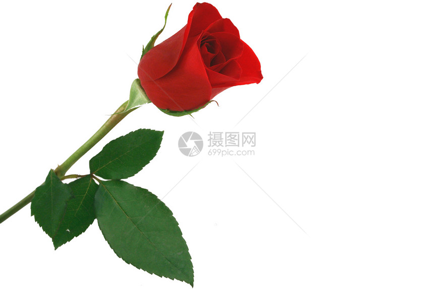 白色背景的孤立红玫瑰花瓣玫瑰植物群花园美丽礼物红色图片