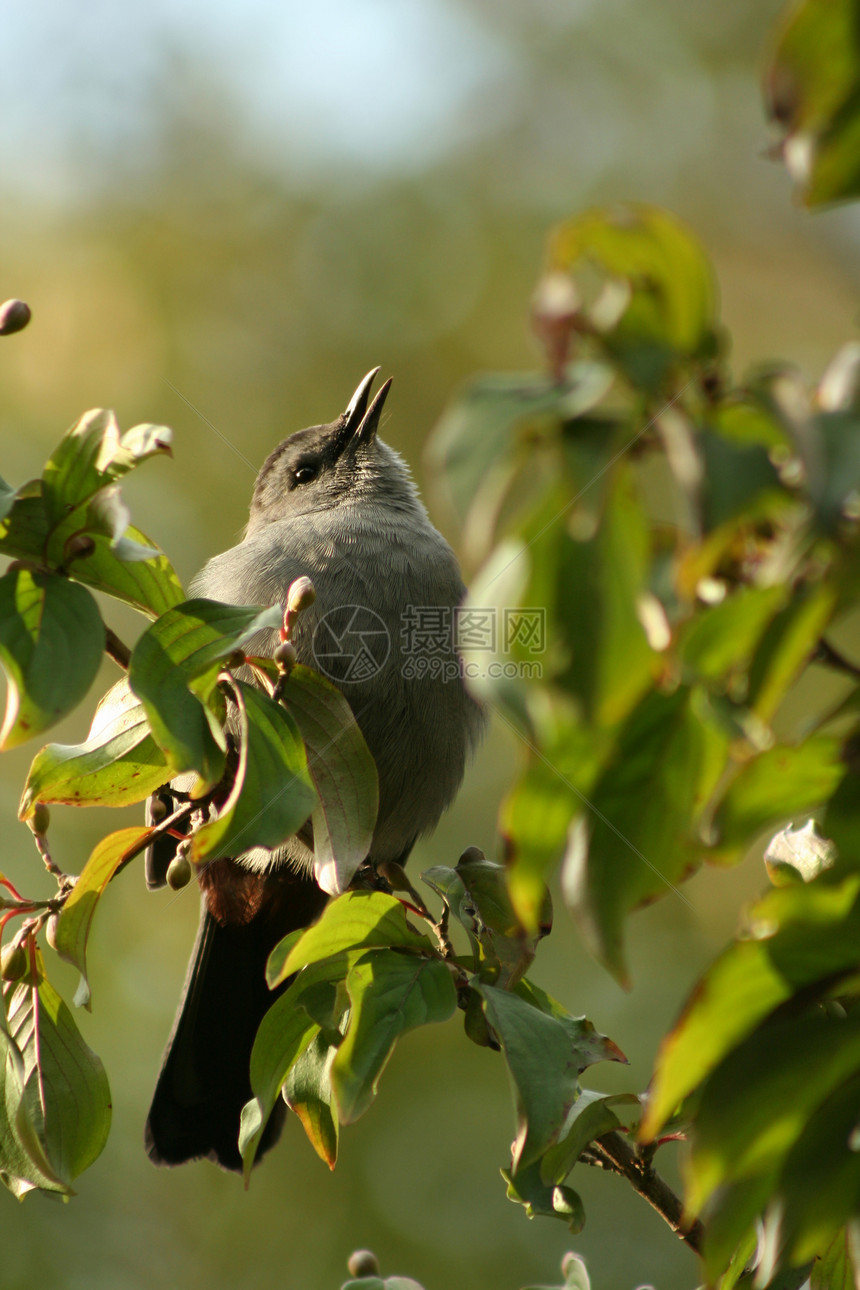 灰鹰灰色树叶野生动物翅膀猫鸟羽毛图片