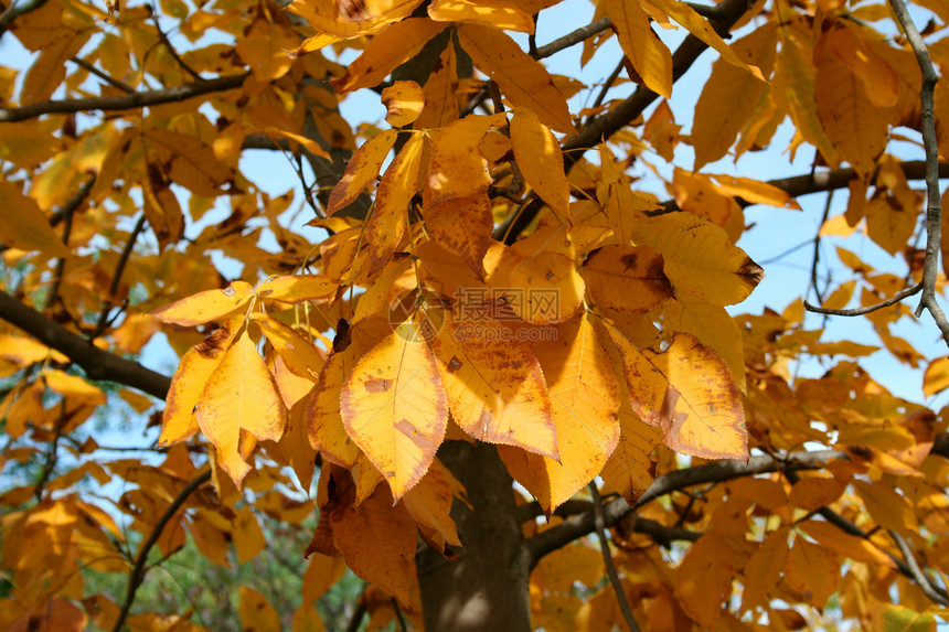 秋树叶绿色天空植物色彩红色季节树木橙子叶子森林图片