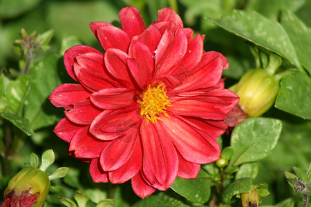 红色雏菊花朵花园年度背景图片