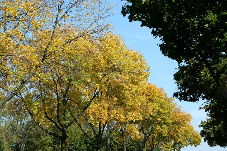 秋余假落叶树木橙子绿色棕色枫叶季节性季节森林叶子图片