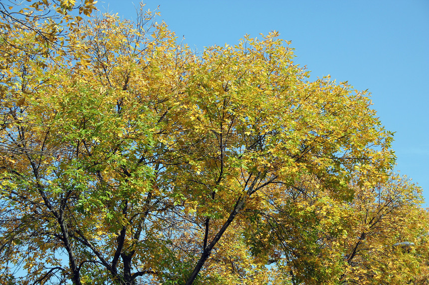 秋余假黄色绿色枫叶橙子红色树木落叶植物棕色树叶图片