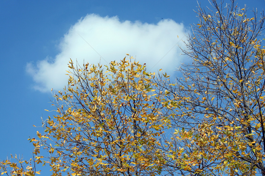 带云的秋叶图片