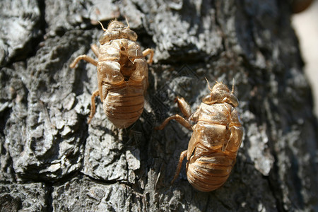 锡卡达壳壳害虫翅膀阴影动物群野生动物漏洞刺槐棕色森林昆虫背景图片