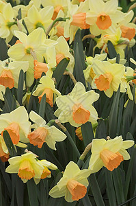 鲜花绿色植物露台物品花朵水仙花黄色花园场地背景图片