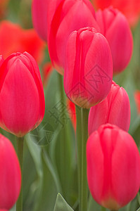 鲜花绿色花园场地植物花朵物品郁金香露台红色背景图片