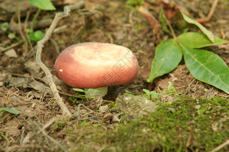 红色蘑菇白色荒野棕色森林绿色食物菌类背景图片
